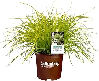 Southern Living 2.6 Qt. Everillo Carex Grass Plant