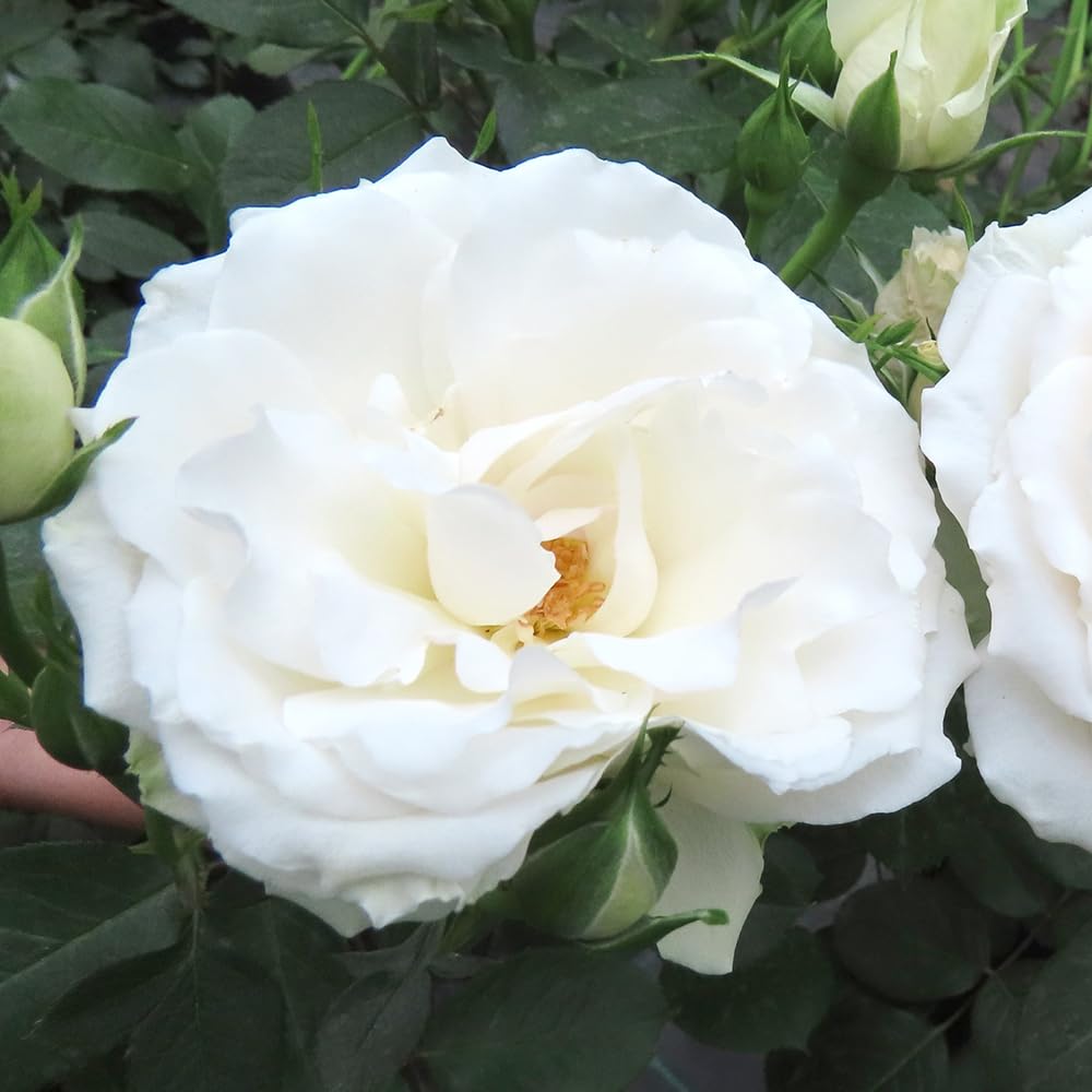 YouGarden Harkness Rose 'Your Wedding Day' ™, Gift Wrapped Established Rose in 4 Litre Pot, A Great Wedding Gift, Ready to Plant and Display