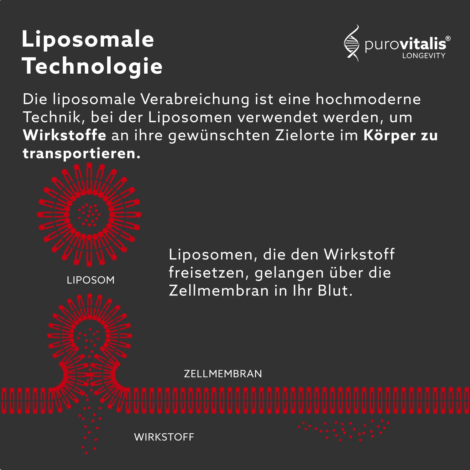 PUROVITALIS Liposomales Trans-Resveratrol 250mg, mikronisiert, 30 Kapseln | Hochreines Antioxidans aus Staudenknöterich, 99% rein; Herzgesundheit; 1-Monatsvorrat, glutenfrei, GMP, vegan