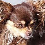 1art1 Chiens Poster Chihuahua À Poil Long Marron Affiche Reproduction 70x70 cm