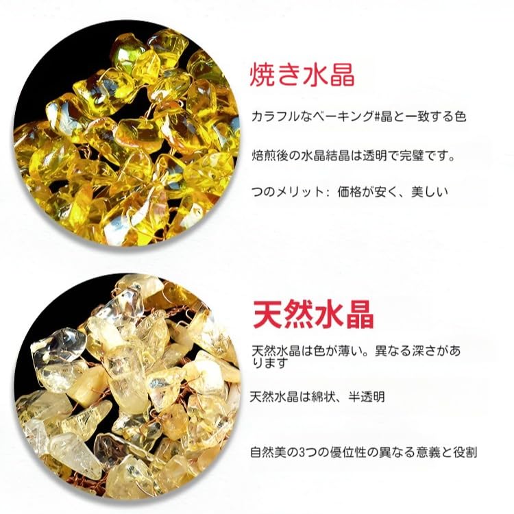 Amazon.co.jp: 招財樹 金のなる木 開運 金運 運気 アップ 風水グッズ