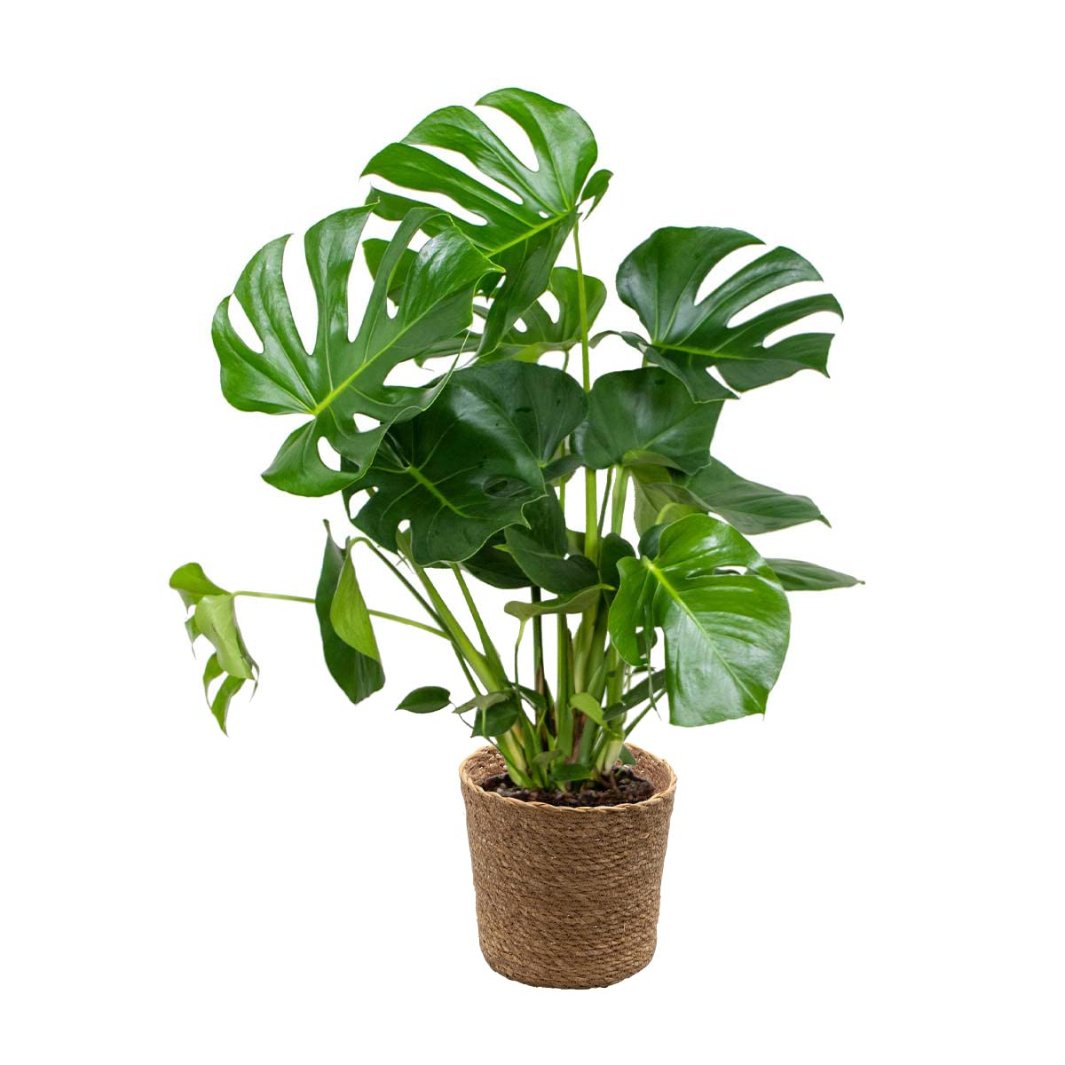 philodendron paraiso verde vergrnt was tun Philodendron Paraiso Verde Rare 6" and 3" Plants