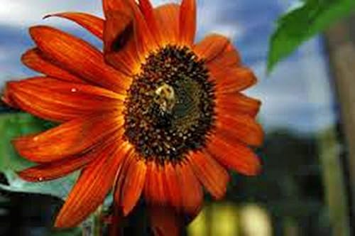 Miniatura 2 de Girasol, sol rojo, más de 20 semillas, hermosas flores rojas brillantes