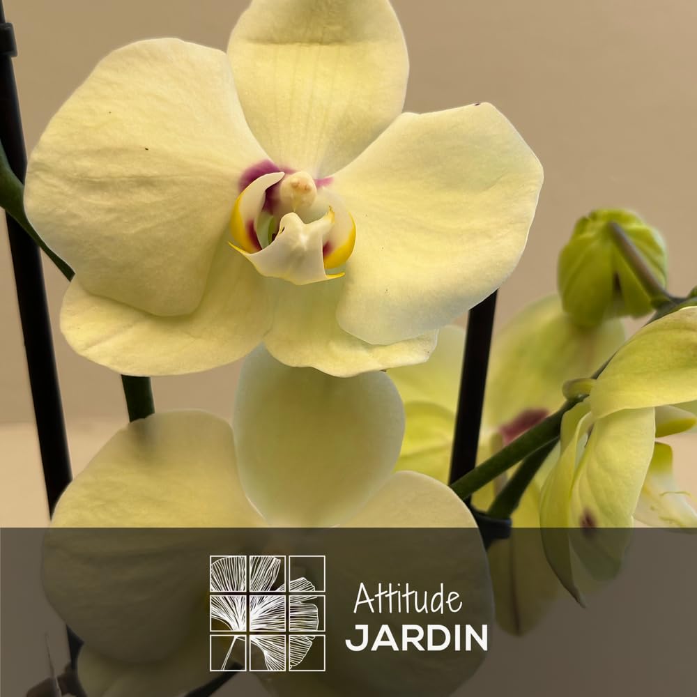 Attitude Jardin Orchidée jaune double branche Phalaenopsis 60-70 cm ⌀ 12 cm cache pot céramique blanc