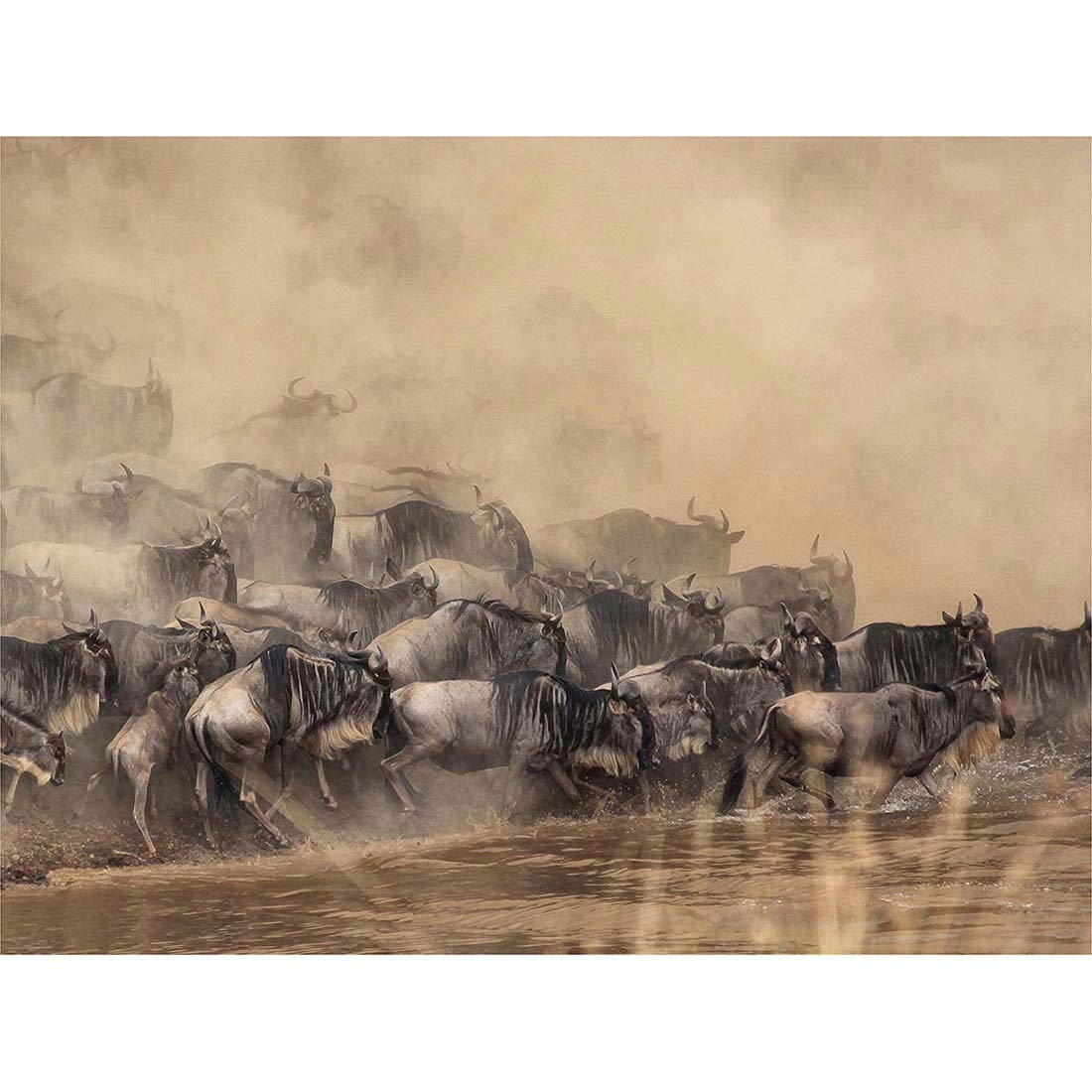 Artery8 Unframed Wall Art Wildebeest Antelope Herd Dust12X16 Inch from B&Q