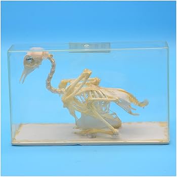 動物　頭骨 標本 Amazon.co.jp: 動物の頭蓋骨モデル-ハトの骨格標本-剥製用品用