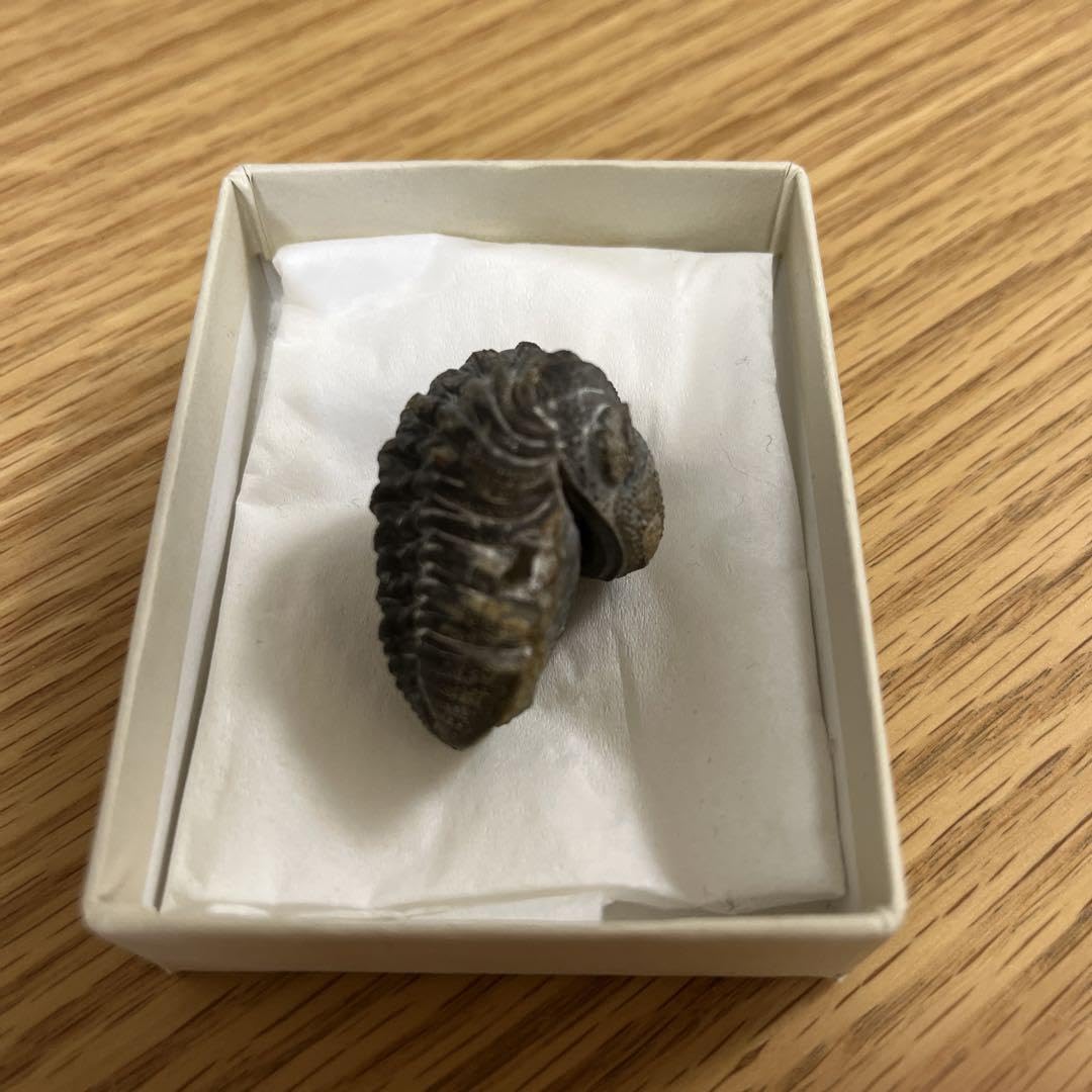 ファコプス 三葉虫 化石 モロッコ 産 【公式通販】