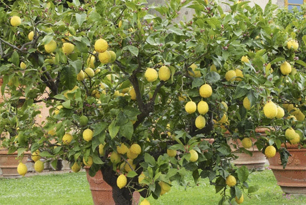 Creative Farmer Seedless Lemon (Malta) Eureka Small Evergreen Tree Out Door Plants (Healthy Live Plant) (B09QSJYSZS) Amazon Price History, Amazon Price Tracker