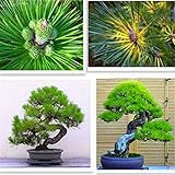 Cinque foglie Pino semi in vaso paesaggio giapponese cinque aghi di pino bonsai miniascape Semi 10PCS