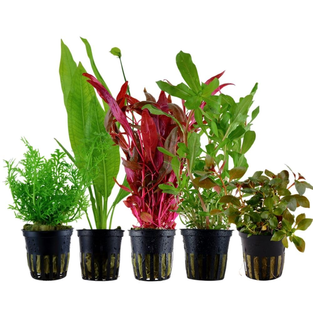 AquaOne Plantas de Acuario I 5x Set de Plantas Acuáticas I Plantas de Fondo para Acuarios I Ammannia Echinodorus Ludwigia Ceratopteris Alternanthera I Set de 5 Plantas de Fondo
