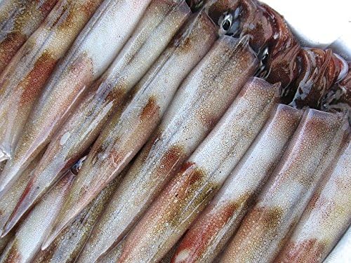 Amazon 子持ち ヤリイカ40尾位で4kg お刺身用 活または活冷凍 Asksanin 鮮魚 通販