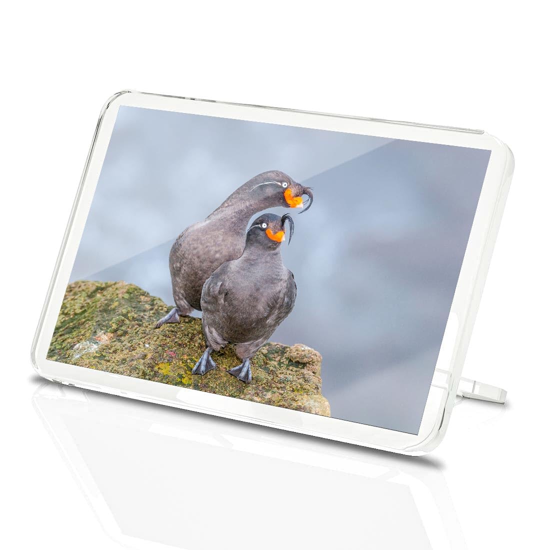 Classic Rectangle Magnet with Stand - Crested Auklet Bird Island Alaska USA - Fridge Locker Office Whiteboard Toolbox #52747