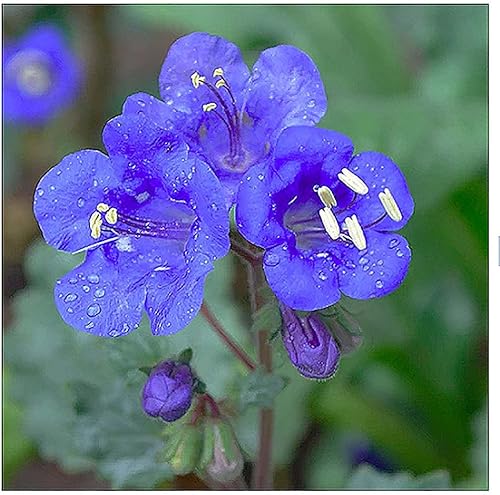 Más de 3,000 semillas de flores silvestres de campanillas de California, flor silvestre nativa de California, Nemophila Menziesii S