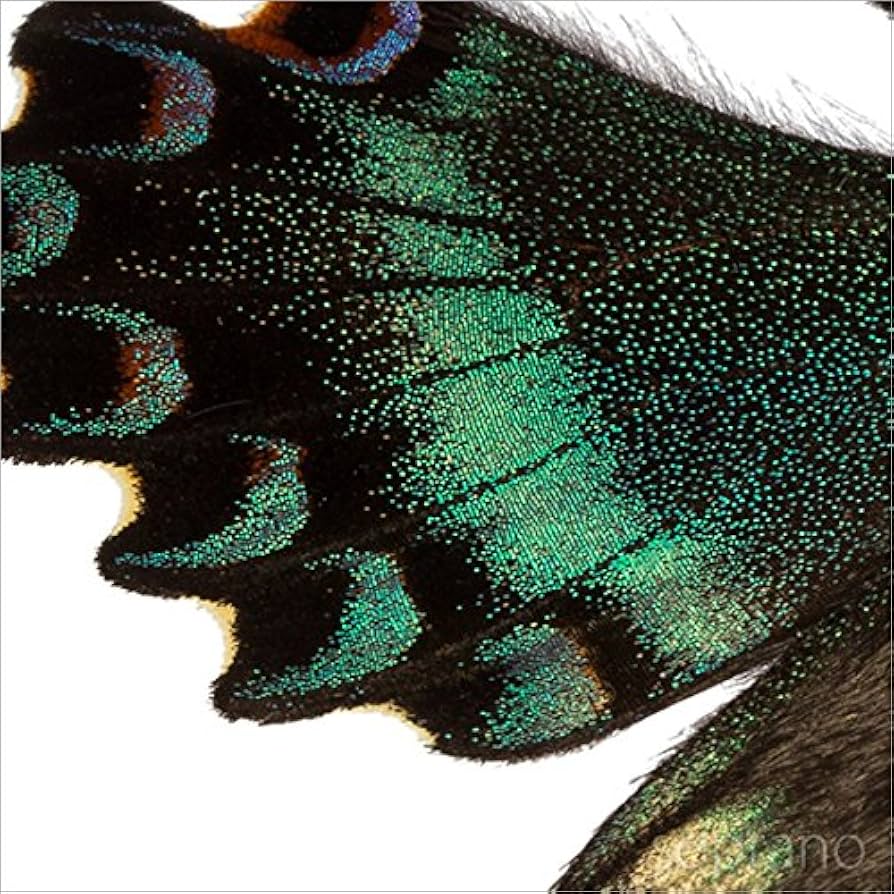 Amazon.co.jp: 蝶の標本 ミヤマカラスアゲハ メタリック調ライト