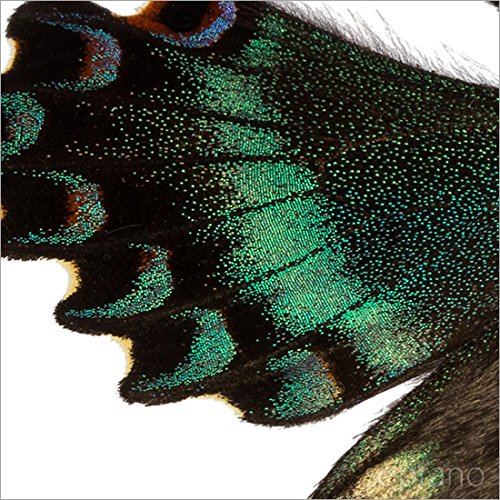 Amazon.co.jp: 蝶の標本 ミヤマカラスアゲハ メタリック調ライト
