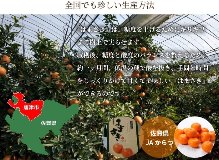 みかん はまさき 優品 4L～Lサイズ 5kg 佐賀県産 JAからつ ギフト