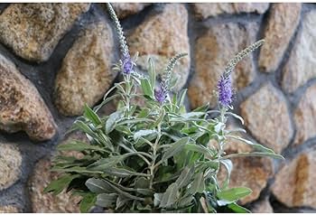 Amazon.co.jp: ベロニカ トウテイラン 3.5号ロングポット苗 1株