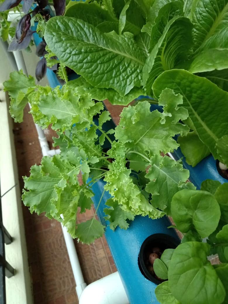 Agro Experts 28 Planter Hydroponic NFT Kit - Now in Iron Frame