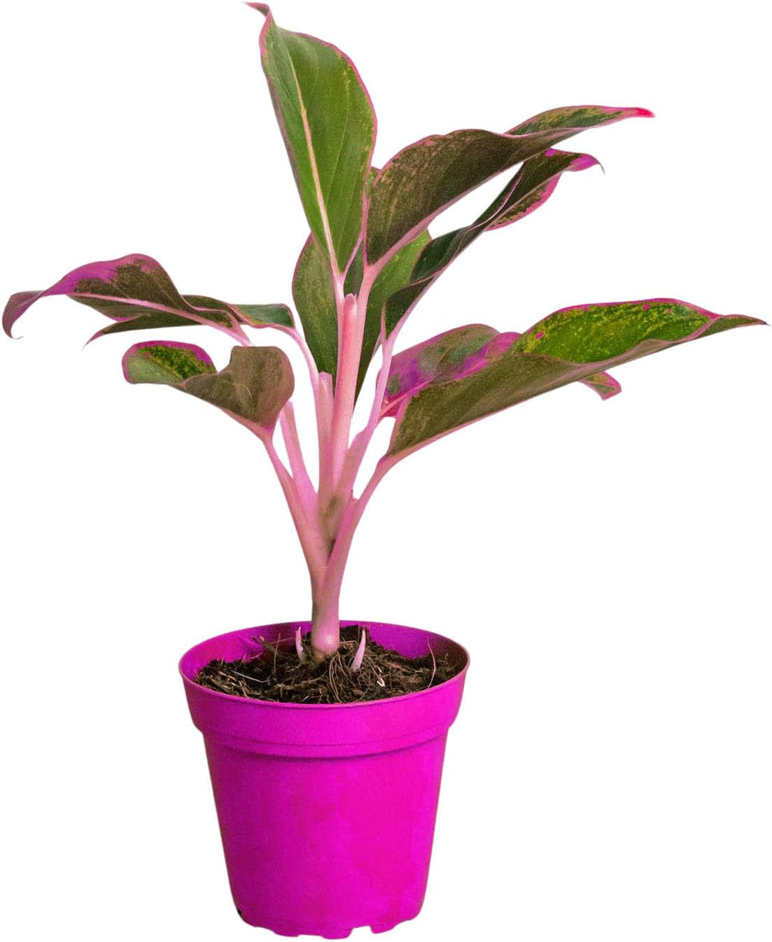 Chinese Evergreen 'Red Siam' in 4in Pot - Live Tropical Houseplant - Easy to Grow | Air Purifying | Variegated | USA Growers | The Snobby Leaf