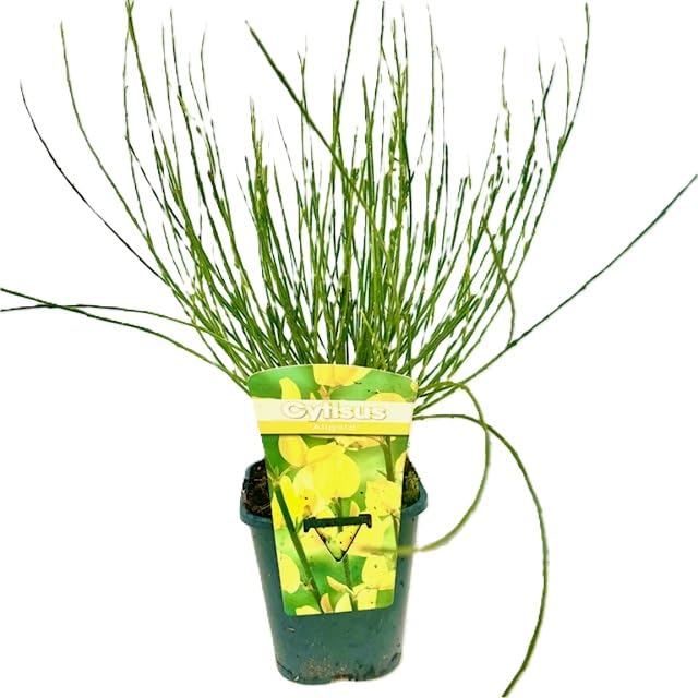 3 x mix di Cytisus: Lena + Boskoop Ruby + Allgold - 3 x Ginestra | Giallo-rosso, giallo e rosso - piccolo arbusto, densamente cespuglioso, alto fino a 150 cm - 3 x 1,5 litri