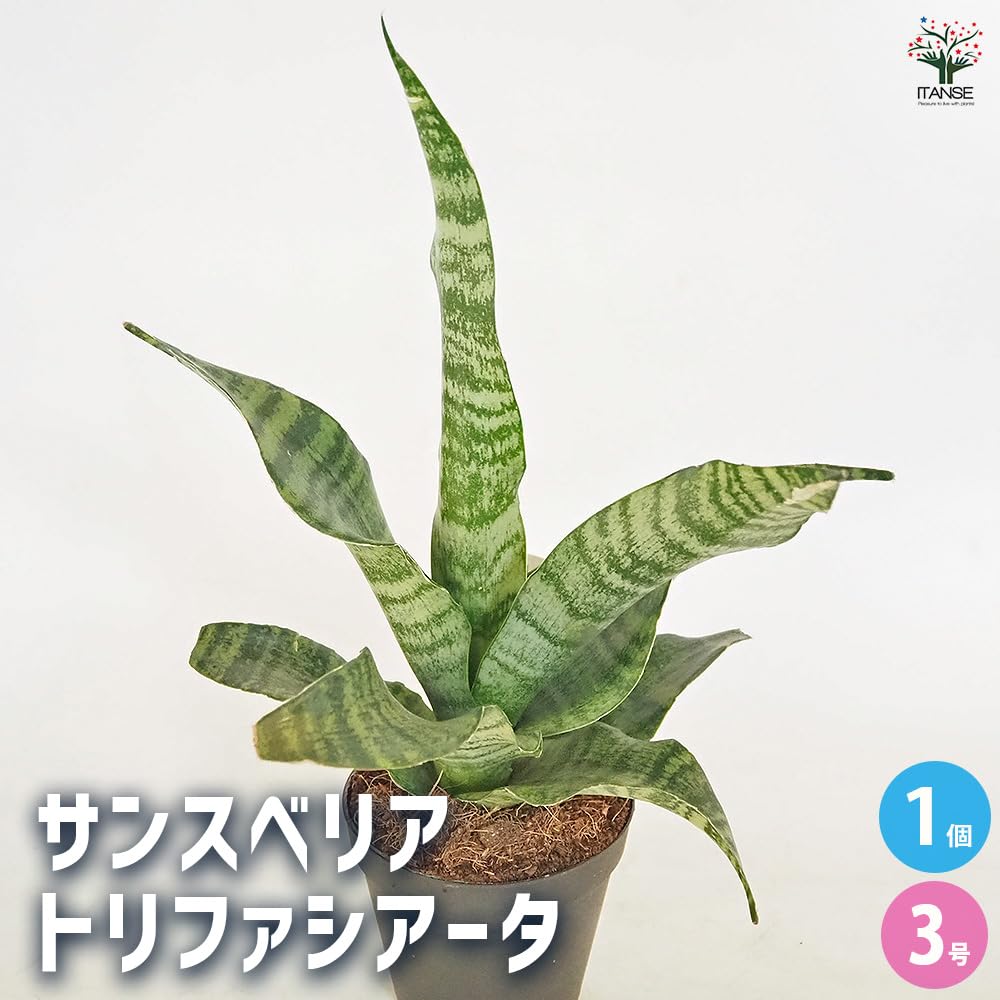 Amazon｜ITANSE サンスベリア トリファシアータ 3号 1個売り