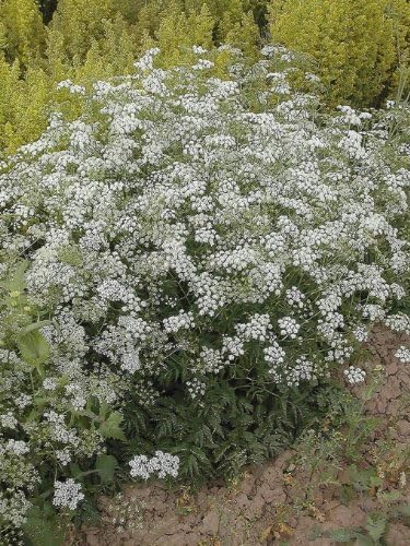 JustSeed - Wild Flower (British) - Greater Burnet-Saxifage - Pimpinella Saxifrage - 225 Seed