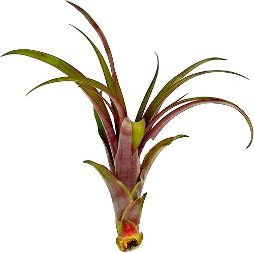 ragnaroc Air Plants - Tillandsia Red Capitata, grande de 5-7 pulgadas, 1 unidad, llegada en vivo garantizada, plantas de interior para decoración disponible en Yaxa Colombia