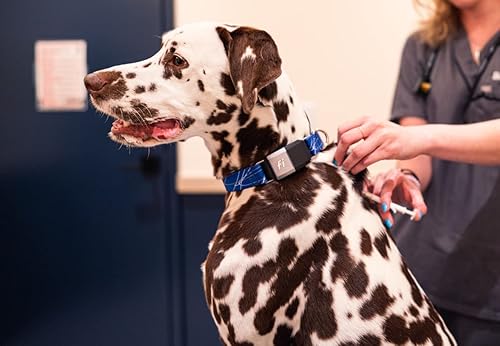 Miniatura 4 de Microchip para perros, 1 paquete, registro gratuito de por vida, escaneable universalmente, tamaño pequeño.