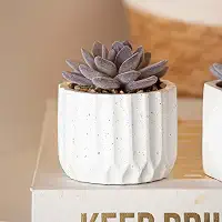 Vaso de Suculenta Artificial Decorativo Cimento 7,5X11,3CM Lavabo Banheiro Escritório