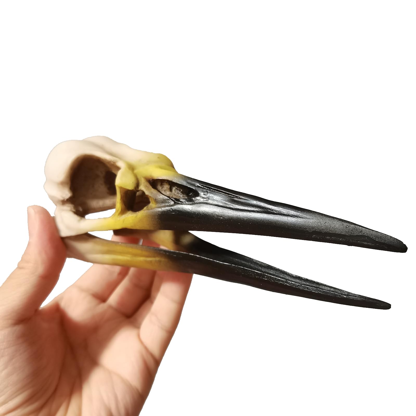 Dinosaurio, pájaro, cráneo, modelo fósil, decorativo, regalo creativo, modelo paleontológico, modelo de resina fósil