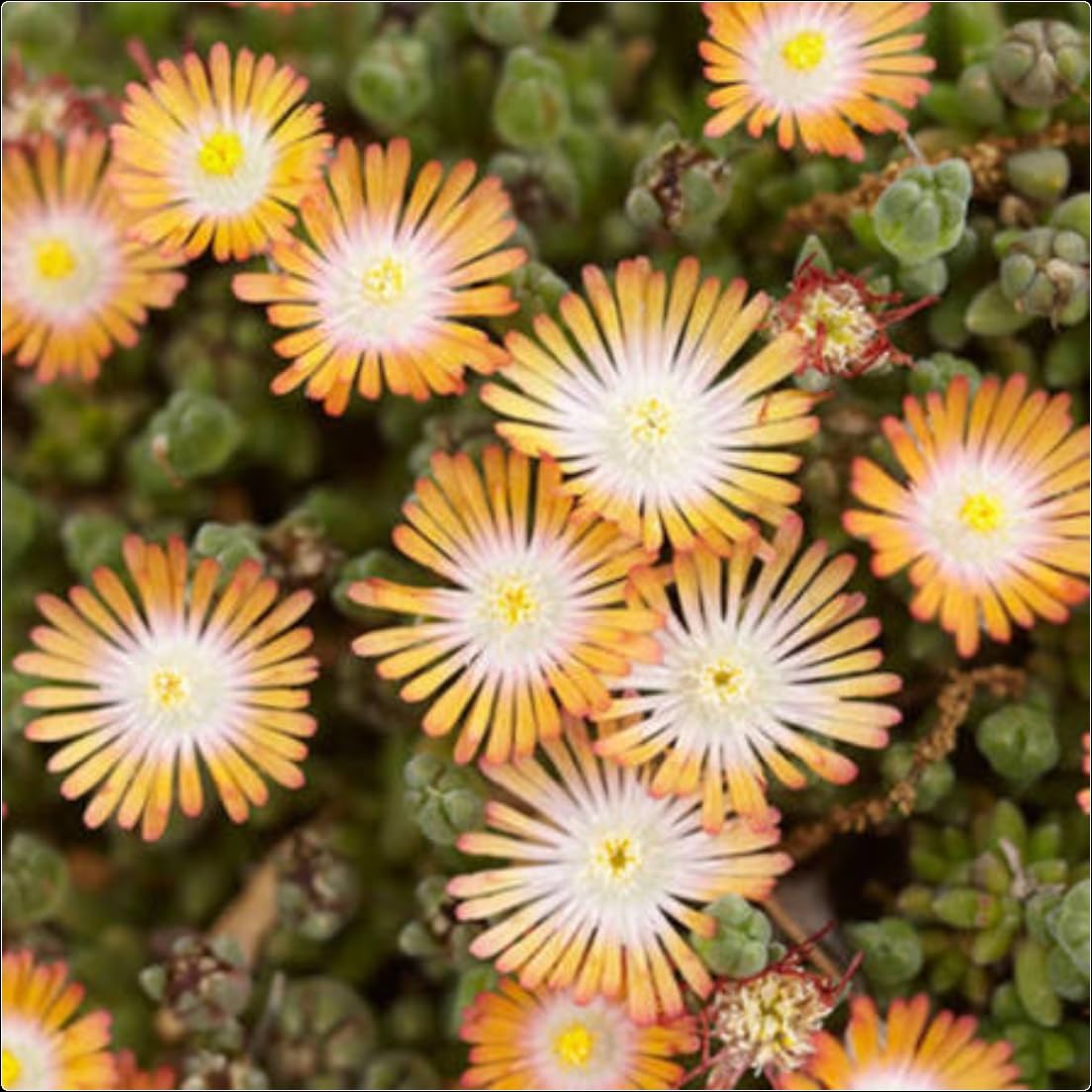 Delosperma Jewel of Desert 'Topaz' Ice Plant X 5 Plug Plants for Potting on