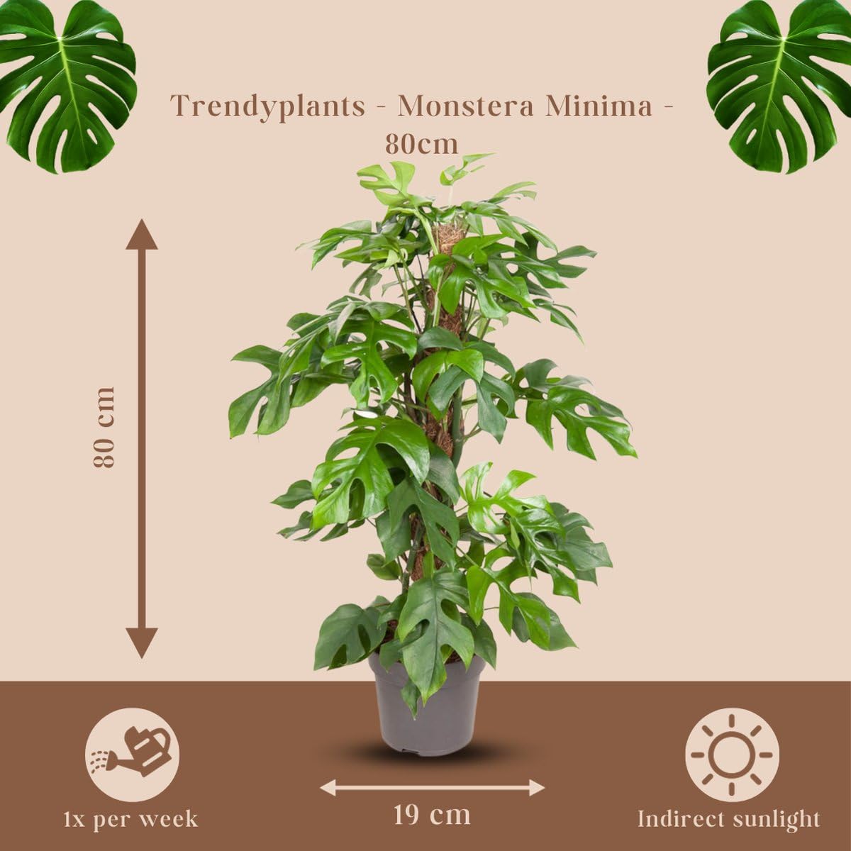 Trendyplants - Monstera Minima - roślina pusta - roślina pokojowa - wielkość doniczki Ø 19 cm - wysokość 55-75 cm