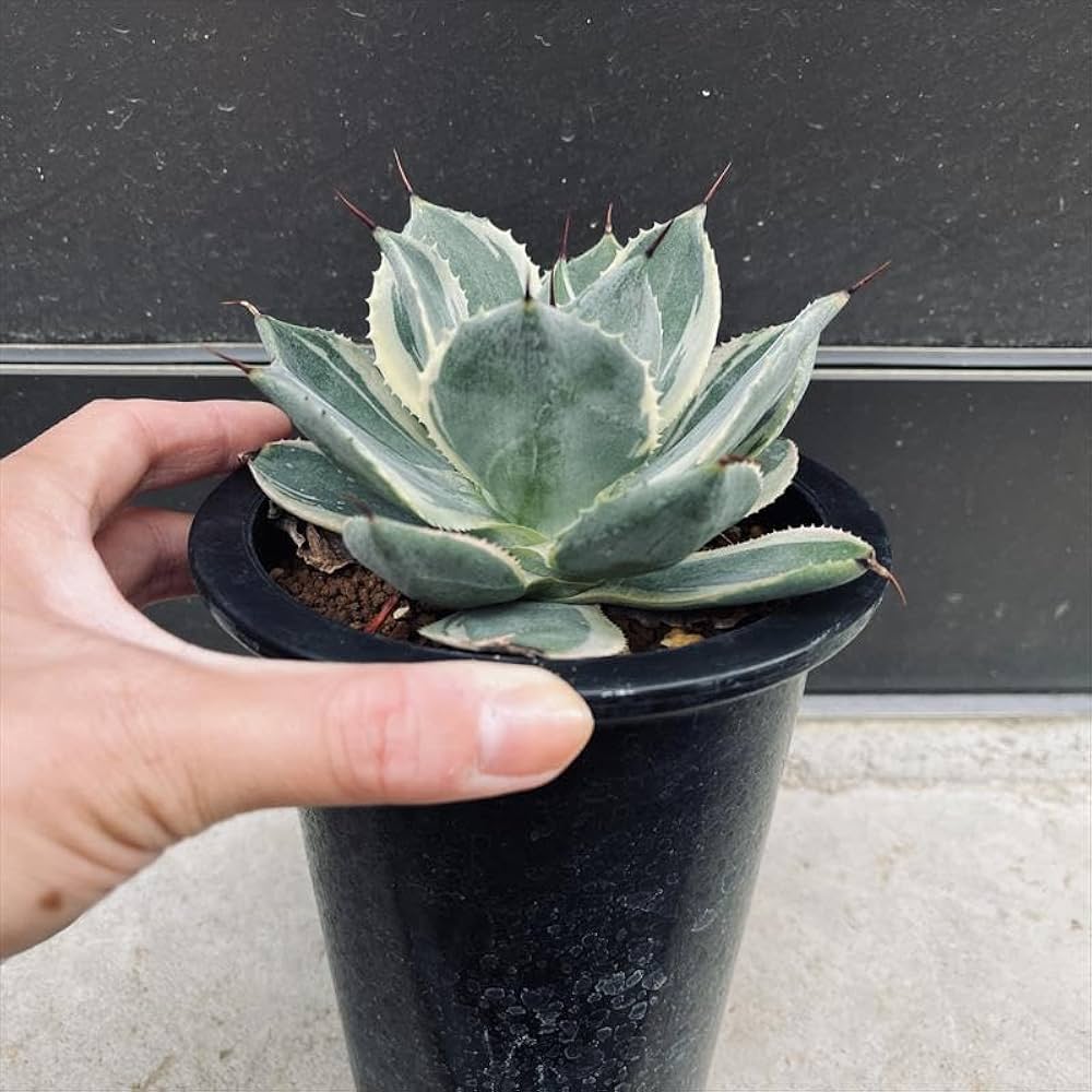 Amazon｜多肉植物 アガベ ポタトルム 鳳凰 L｜観葉植物