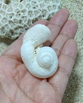 Amazon.co.jp: イシカブラ 貝殻 標本 巻貝 ケオン 石 天然石 化石 鉱物