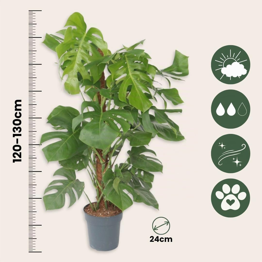 Plant in a Box - Monstera Deliciosa - Fensterblatt - Topf 24cm - Höhe 120-130cm