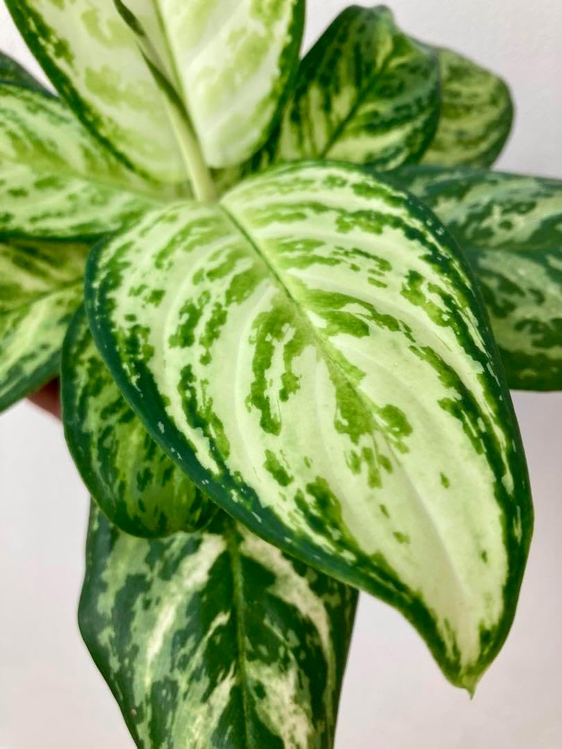 アグラオネマ リトルホワイトドラゴン 1株