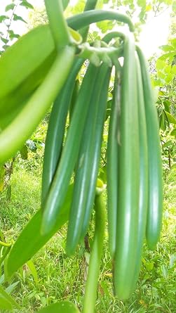 Vanilla Beans 27-66 pods, Extraction Grade, (13,43 £ /oz)