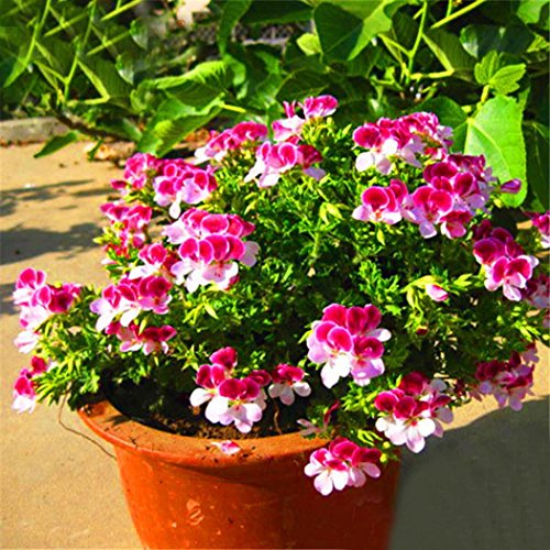 Mymotto - Semi profumati di geranio