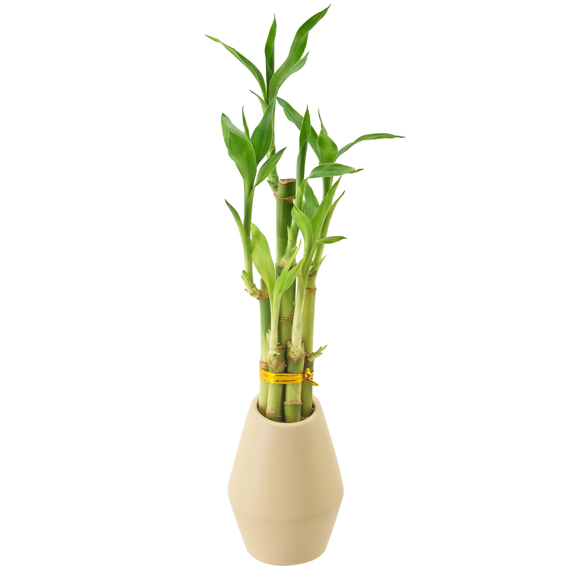 Arcadia Garden Products 5-Stem Lucky Bamboo