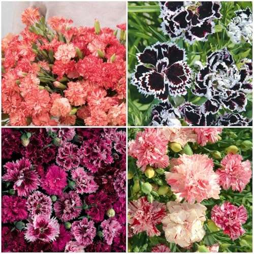 5000 Sweet William Seeds for Planting Mixed Colors Dianthus Barbatus Flower Seeds Fragrant Perennial Blooms for Home Garden and Ground Cover