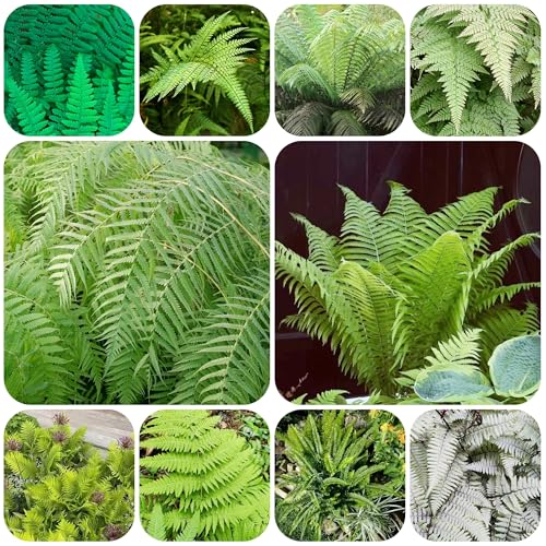 Semillas artificiales de helecho, planta perenne resistente que cubre el suelo semillas de helechos perennes Entusiasta de la jardinería hierbas silvestres plantas en macetas Bonsái, 250pcs