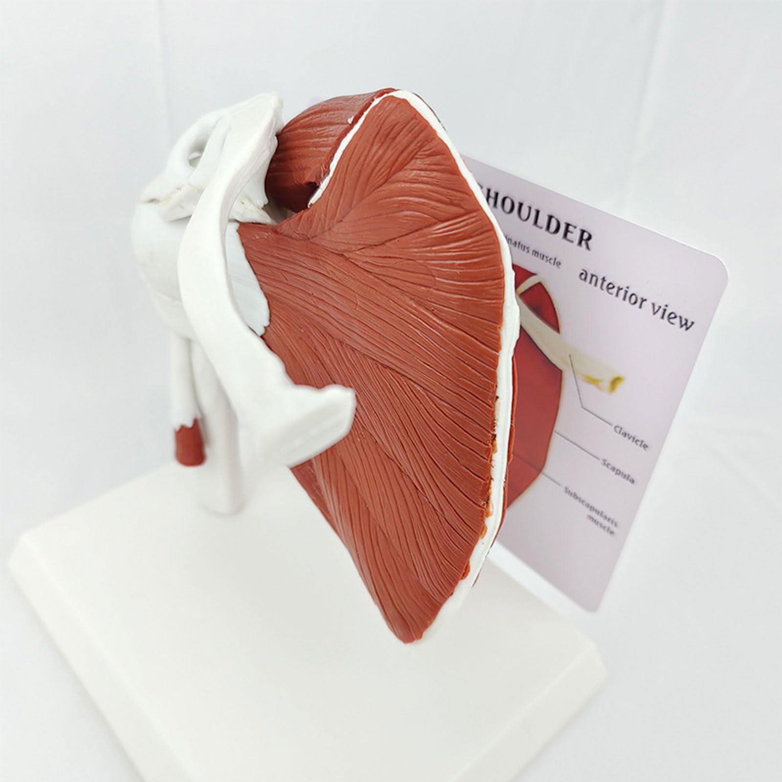 Anatomía Humana Musculoso Hombro Cinturón Escápula Clavícula Modelo Esqueleto Articulación Ligamento Médico Equipo De Enseñanza
