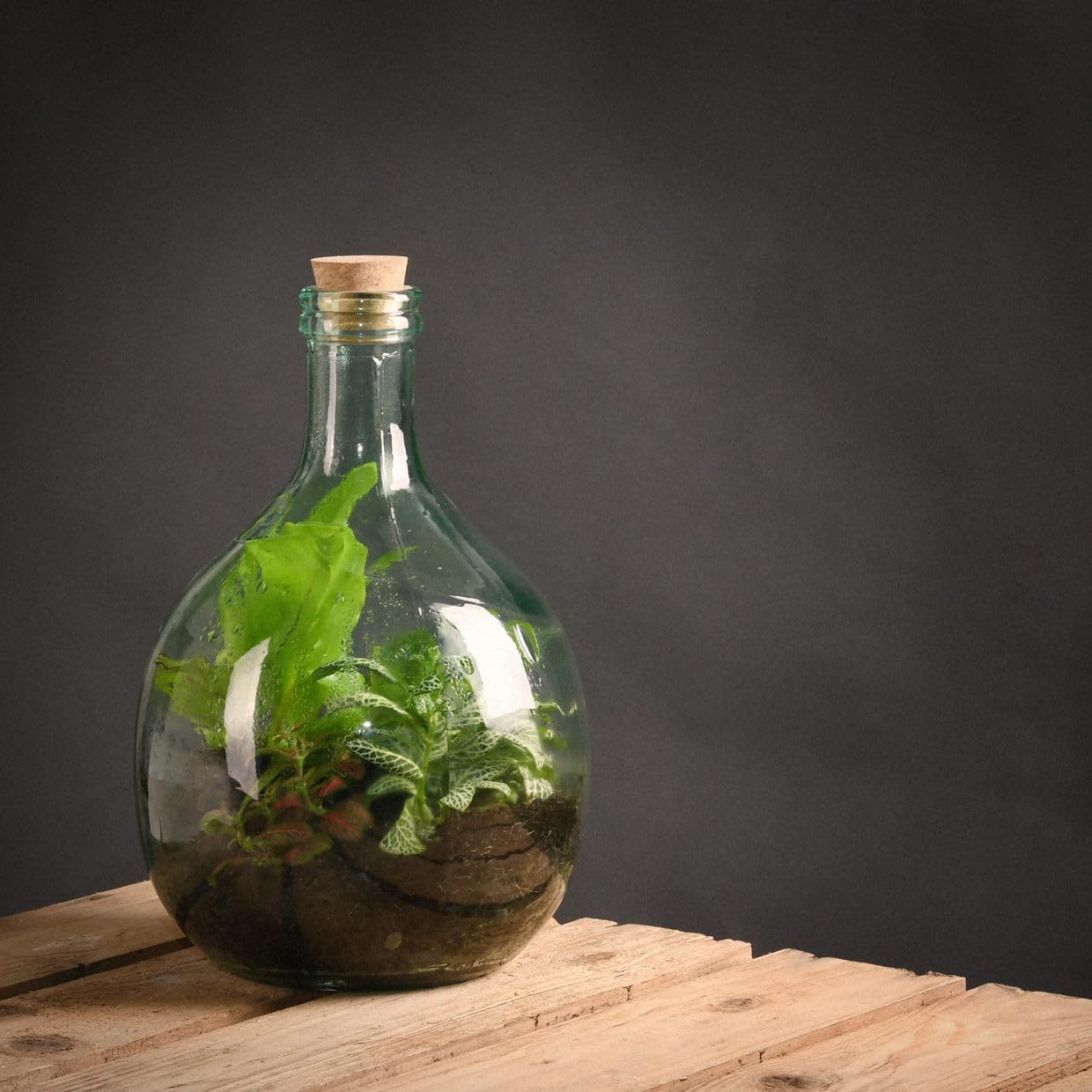 Amazon.com: Esschert Design AGG47 Terrarium Bottle Planter with