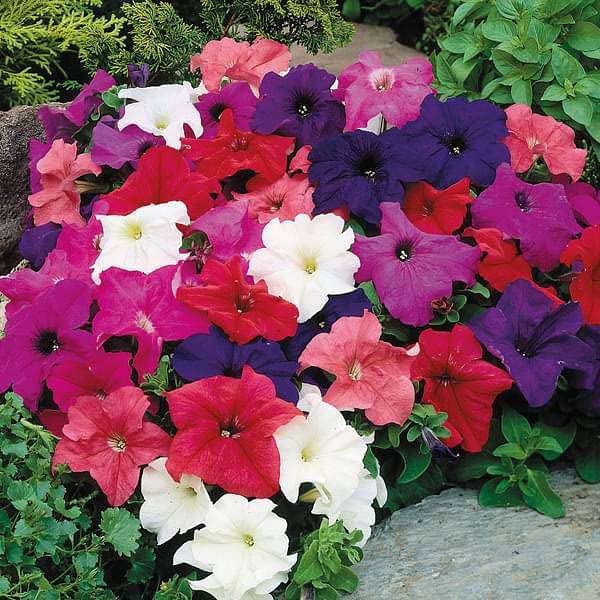Petunia flower seeds hybrid supercascade pan american, Mixed vibrant colours flower seeds, 25 seeds