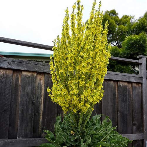 Plant World Seeds - Verbascum Olympicum Seeds (Perennial Flower Seeds)