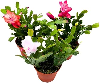 BubbleBlooms Christmas Cactus Assortment, 4 inch Set of 3 Holiday Cactus Thanksgiving, Easter Cactus, Seasonal Flowering