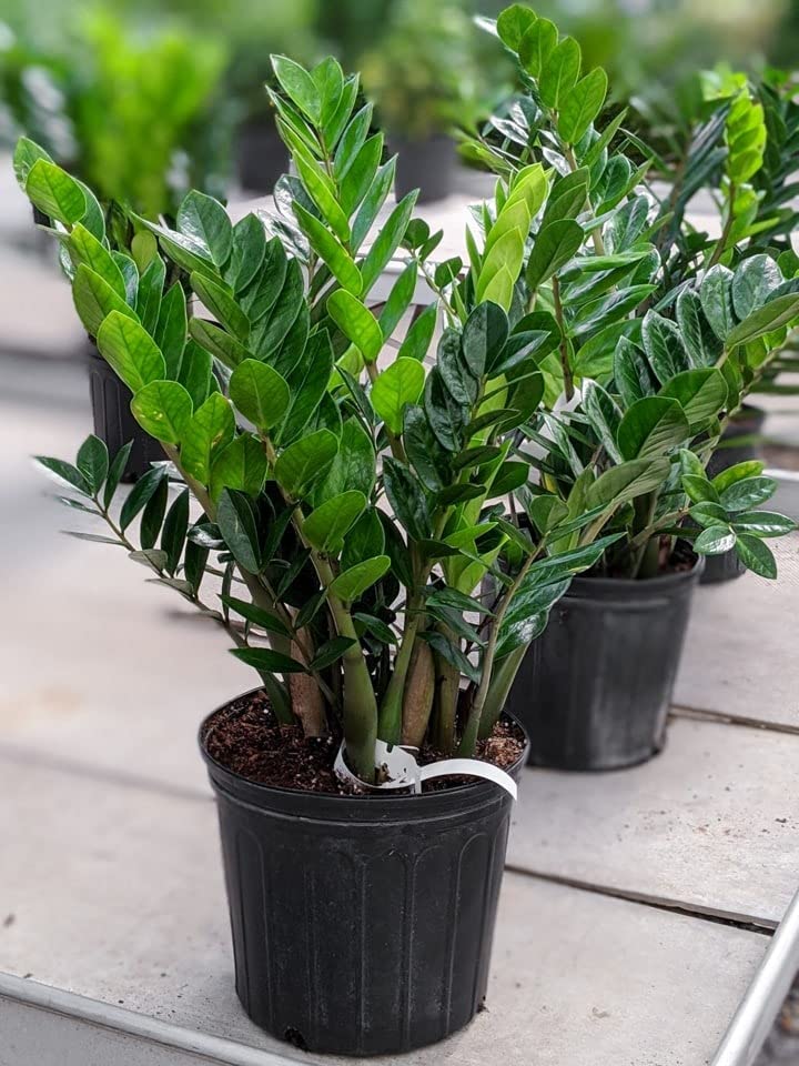 Cloud Farm live ZZ (Zamioculcas Zamiifolia) plant for home with bonsai look, live plant for home and office Indoor Air Purifying Plant Pack of 1 CF_109 (B0BN7SK7W2) Amazon Price History, Amazon Price Tracker