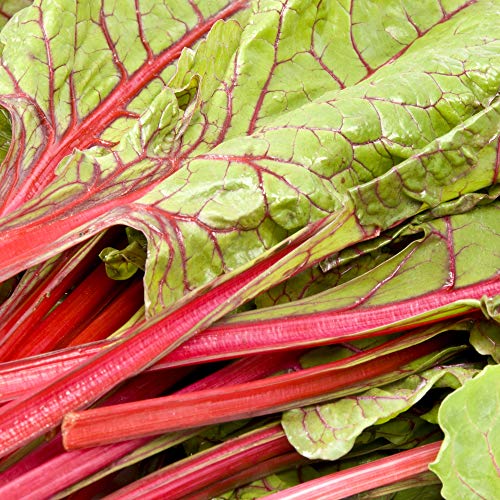 Outsidepride Beta Vulgaris Swiss Chard Red Edible Herb & Vegetable Garden Plants - 2000 Seeds #TOP2