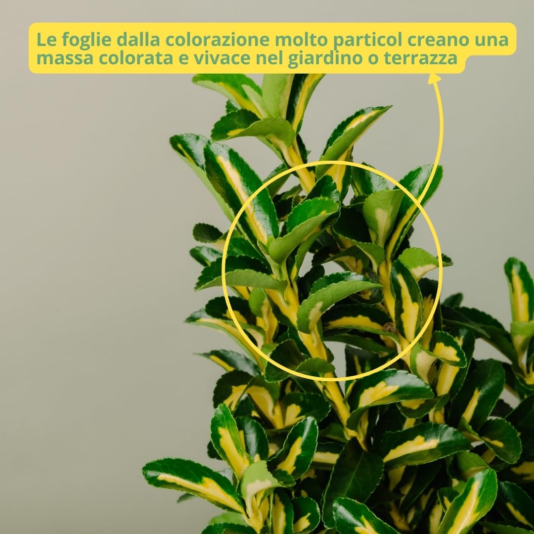 EUONYMUS JAPONICUS Arbusto sempreverde da esterno, vaso da 19 cm. Piante vere da giardino e terrazzo con foglie variegate. 6 mesi di concimazione inclusi. Idea regalo pianta da esterno (Kathy).