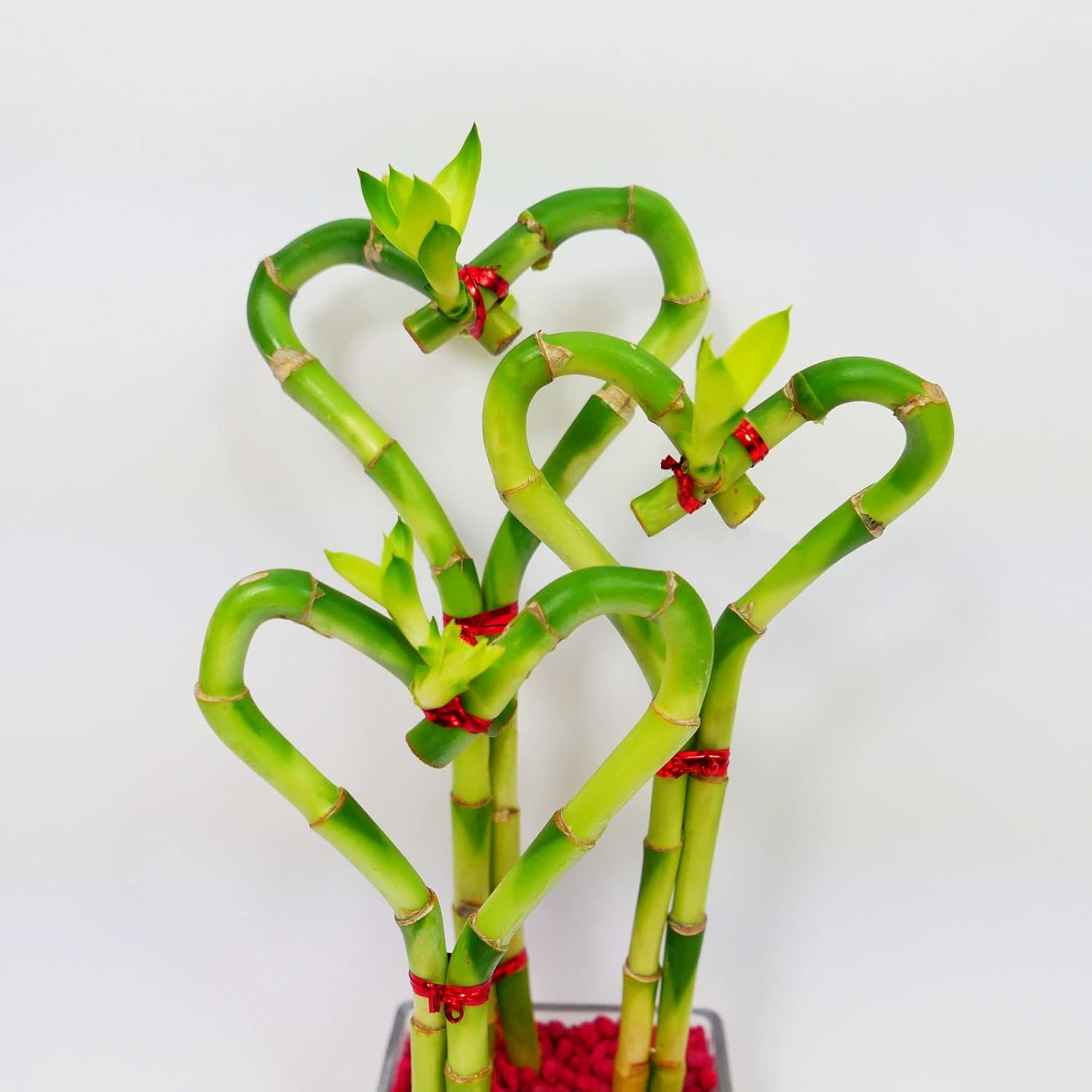 Athena's Garden Triple Heart Shape Lucky Bamboo Plants Live Indoor Bamboo Stalks with Glass vase in Pink Rocks (BA-HS081012SQ4PR) One Size